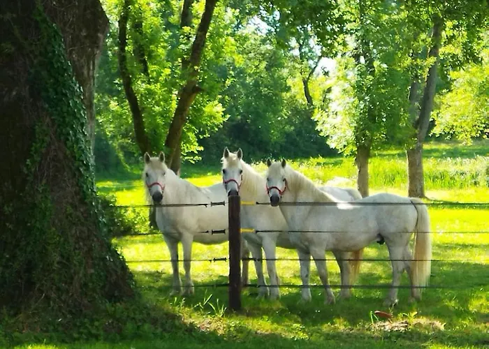 Maison De Campagne Au Coeur D\'Un Elevage De Poneys Connemara