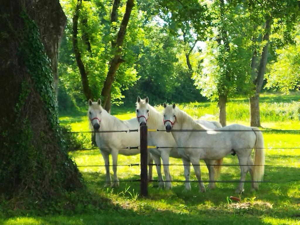 Holiday home Au Coeur D'un Elevage De Poneys Connemara